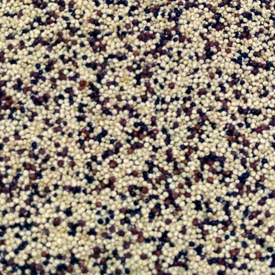 Quinoa tres colores