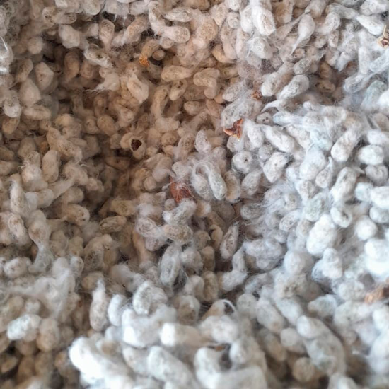 Semillas de algodón