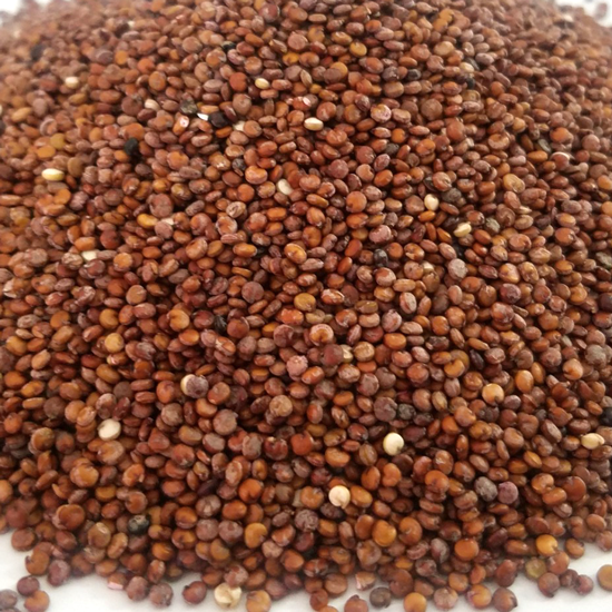 Quinoa roja