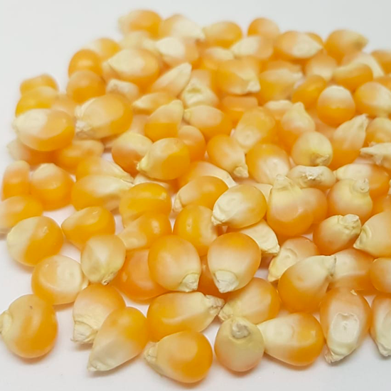 Pop corn