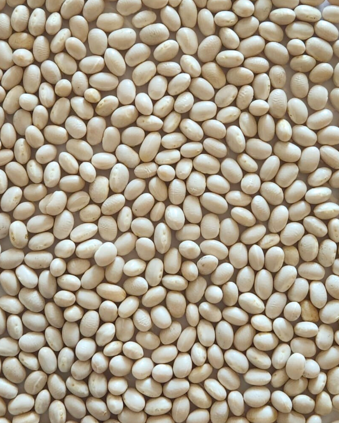 Navy bean